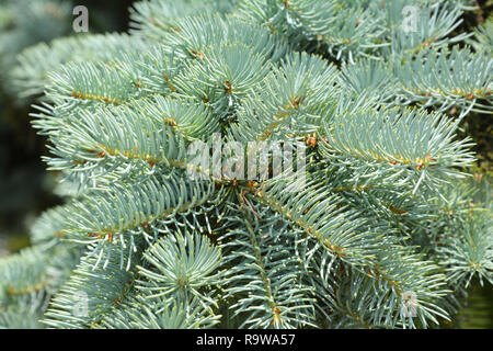 Belle blue spruce tree brach. Close up. Banque D'Images