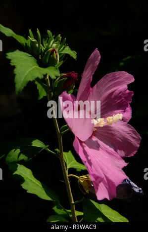 Fleur d'Hibiscus pourpre dans le jardin de cottage suisse Banque D'Images