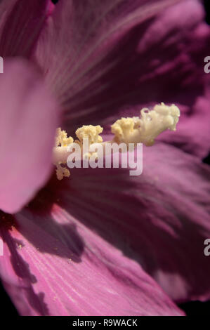 Pistil de fleur d'Hibiscus pourpre dans le jardin de cottage suisse Banque D'Images