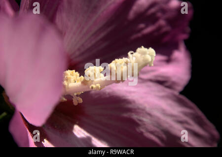 Pistil de fleur d'Hibiscus pourpre dans le jardin de cottage suisse Banque D'Images