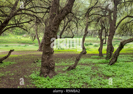 Un couple assis à côté d'un ruisseau dans Wadi Darbat, près de Mascate, Oman, province de Dhofar, au cours de la saison de mousson ou khareef Banque D'Images