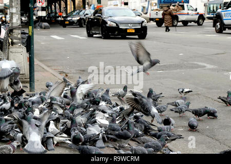 New York, NY, USA. 28e. Dec, 2018. Nourrir les pigeons envahit le sud occupé Boulevard, dans le South Bronx de New York. © 2018 G. Ronald Lope Banque D'Images