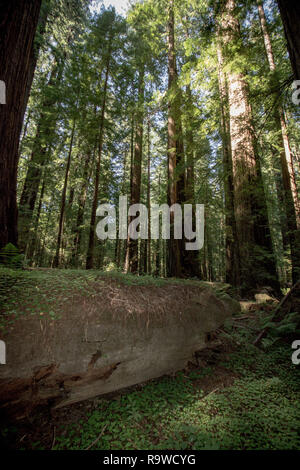 Arbre géant log in a forest grove de Redwood en Californie Redwood National Park Banque D'Images