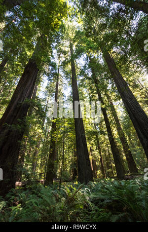 Des arbres géants dans une forêt de Redwood city Redwood National Park en Californie Banque D'Images