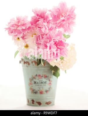 En fleur pivoine rose sur fond blanc. Banque D'Images