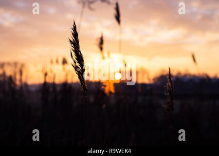 Soft focus sélectif de l'herbe sèche, des roseaux, des tiges dans le vent au golden sunset light, horizontal, sur la mer, l'arrière-plan flou copie espace nature, l'été, l'herbe concept Banque D'Images