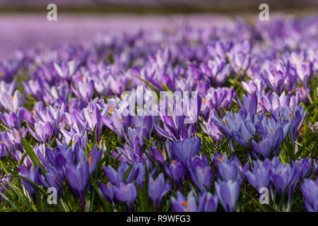 Crosuses en fleurs (Crocus napolitanus) dans les jardins du château, Schloss vor Husum ou château de Husum, Frise du Nord, Schleswig-Holstein, Germnay, Europe Banque D'Images