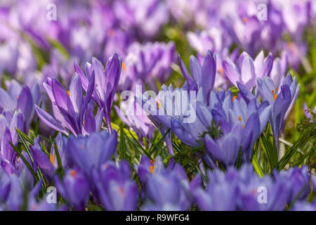 Crosuses en fleurs (Crocus napolitanus) dans les jardins du château, Schloss vor Husum ou château de Husum, Frise du Nord, Schleswig-Holstein, Germnay, Europe Banque D'Images