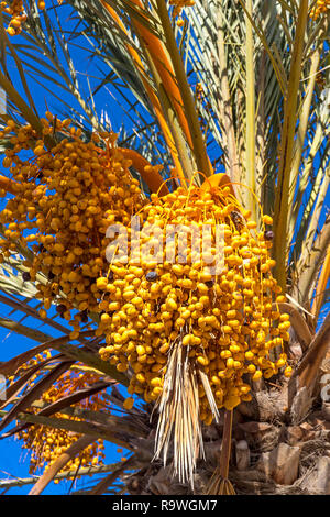 Close-up branches de palmier avec dates dates fraîches sur elle Banque D'Images