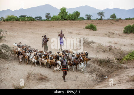 L'élevage de chèvres tribu Kara ud Village de vallée de l'Omo, Ethiopie Banque D'Images