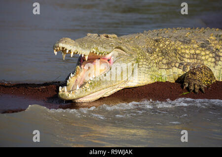 Les crocodiles du Nil au Lac Chamo, Ethiopie Banque D'Images