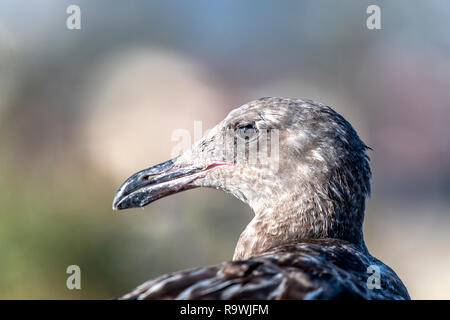 Un mineur en Californie seagull se dresse sur un reef pendant la journée à la recherche de nourriture et de profiter de la chaleur des rayons du soleil. Banque D'Images