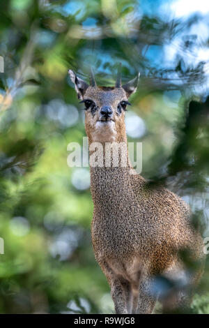 Un klipspringer se dresse sur un rocher à travers les arbres Banque D'Images