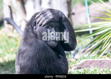 Un gorille silverback affiche funny pitreries tout en gardant un œil sur son bébé enfant. Banque D'Images