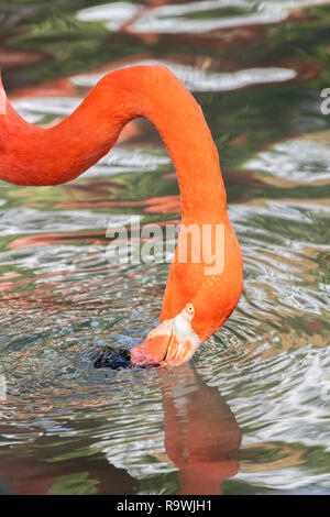 Flamant rose dans un étang de l'eau potable dans une chaude journée Banque D'Images