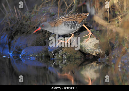 Rampe d'eau (Rallus aquaticus) émergeant de la roselière (roseaux) de traverser un ruisseau, UK. Banque D'Images