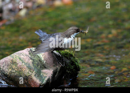 Balancier (Cinclus cinclus) curtseying, UK. Banque D'Images