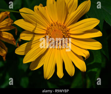 Fleurs de tournesol sauvage du Mexique à l'automne dans le centre de Highland, au Vietnam. Banque D'Images