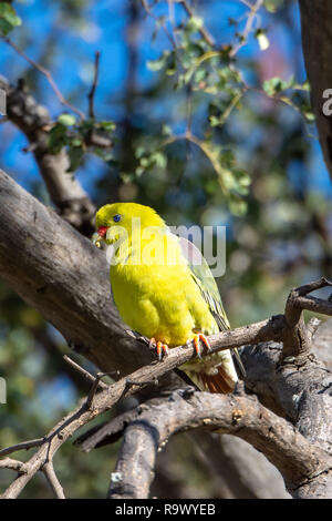 Un perroquet jaune repose dans d'arbres au Botswana, l'Afrique Banque D'Images