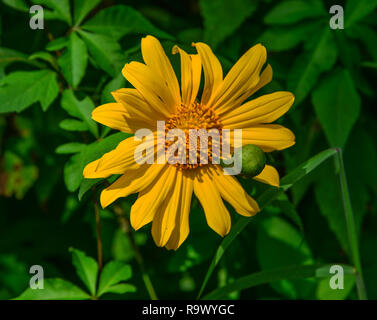 Fleurs de tournesol sauvage du Mexique à l'automne dans le centre de Highland, au Vietnam. Banque D'Images