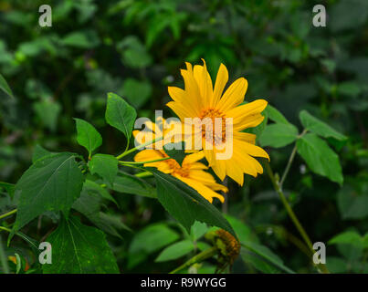 Fleurs de tournesol sauvage du Mexique à l'automne dans le centre de Highland, au Vietnam. Banque D'Images