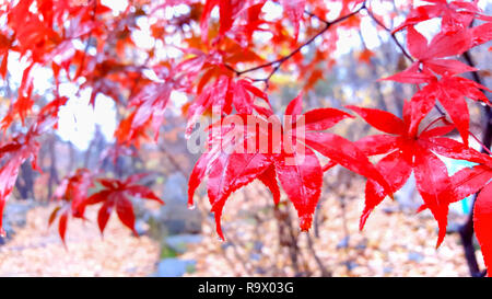 Couleurs d'automne feuille d'érable rouge sous l'érable Banque D'Images