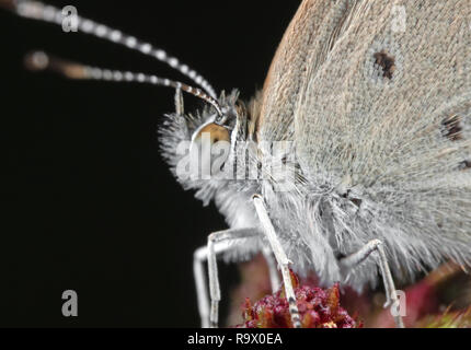 La macro photographie de Little Brown Butterfly on Flower Buds isolé sur fond noir Banque D'Images