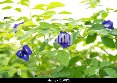 Papillon Bleu fleurs Pois plante arbre Banque D'Images