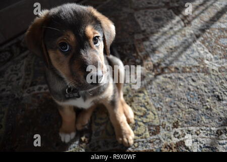 Chiot Husky Lab Banque D'Images