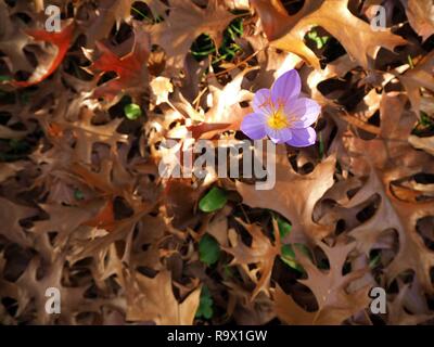 Purple crocus unique sur un lit de feuilles séchées brown dans les jardins botaniques de Cologne, Allemagne. Banque D'Images