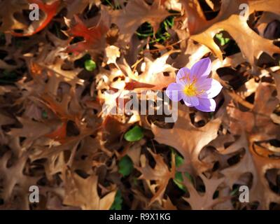 Purple crocus unique sur un lit de feuilles séchées brown dans les jardins botaniques de Cologne, Allemagne. Banque D'Images