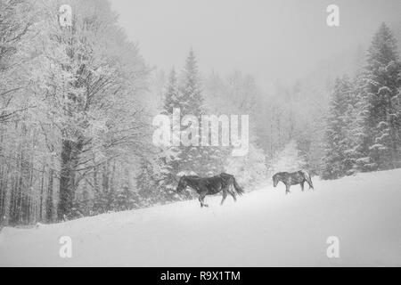 Chevaux sauvages dans une tempête de neige, vieille montagne, Balkan Central Wildlife Sanctuary, Bulgarie, Europe Banque D'Images