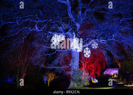 Arbres bleus, rouges et jaunes illuminés de fête la nuit, RHS Garden, Harlow Carr, North Yorkshire, Angleterre, ROYAUME-UNI. Banque D'Images