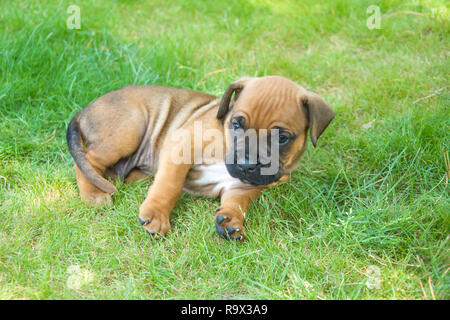 Chiot boxer brun couché sur l'herbe verte Banque D'Images