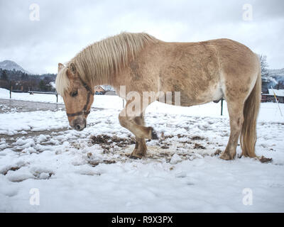 Cheval blanc dans la prairie d'hiver. Cheval sale humide à pied sur la neige Banque D'Images