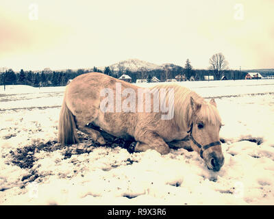 Heureux cheval blanc couché et jouer dans la neige Banque D'Images