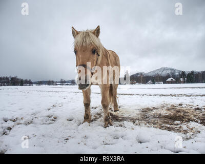 Cheval blanc dans la prairie d'hiver. Cheval sale humide à pied sur la neige Banque D'Images