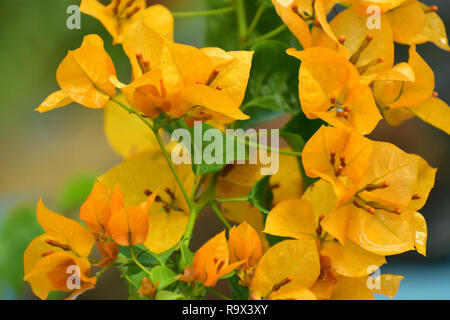 Bougainvillea glabra jaune belle fleur qui s'épanouit Banque D'Images