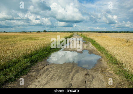 Flaque d'eau sur la route à travers un champ de céréales, horizon et ciel nuageux Banque D'Images