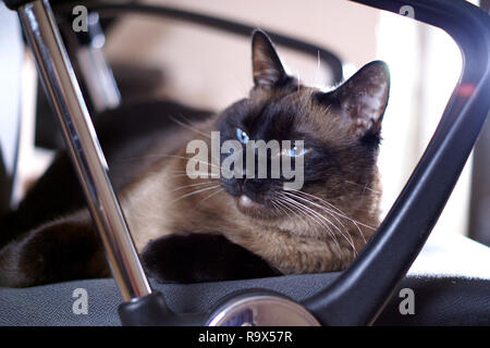 Vieux chat de race Thaï. Portrait. Close-up. Le repos Banque D'Images