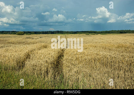 Chemin technologique à travers un champ de céréales, horizon et ciel nuageux Banque D'Images