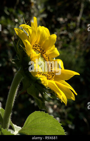 Helianthus sp. ; Sunflowers in Swiss Chalet jardin, Walenstadt Banque D'Images