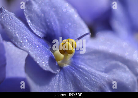 D'une fleur de violette africaine bleu Banque D'Images