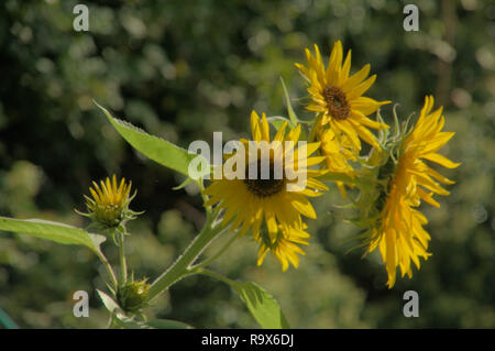 Helianthus sp. ; Sunflowers in Swiss Chalet jardin, Walenstadt Banque D'Images