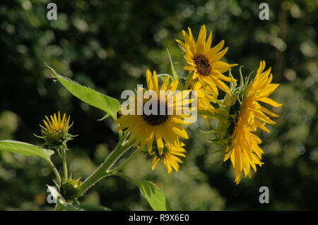 Helianthus sp. ; Sunflowers in Swiss Chalet jardin, Walenstadt Banque D'Images