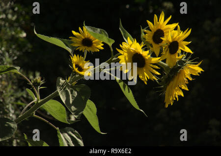 Helianthus sp. ; Sunflowers in Swiss Chalet jardin, Walenstadt Banque D'Images