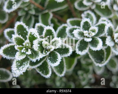 A proximité de l'usine saxifraga urbium, ou la fierté de Londres, lourdement dans un dépoli jardin hiver écossais. Banque D'Images