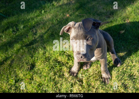 Pedigree de race Pit Bull Dog se trouve dans l'herbe à profiter du soleil à l'image d'un chien curieux Banque D'Images