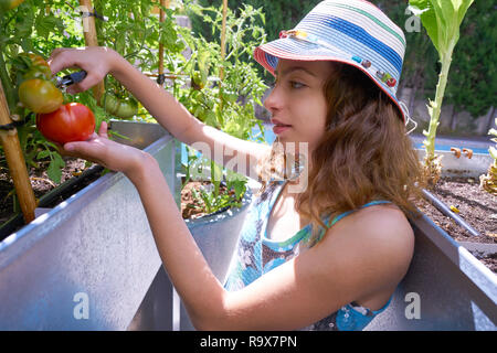 Girl harvesting tomatoes dans une table surélevée orchard Banque D'Images