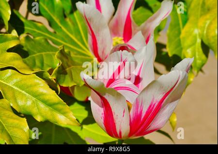 Irlande Banque D'Images